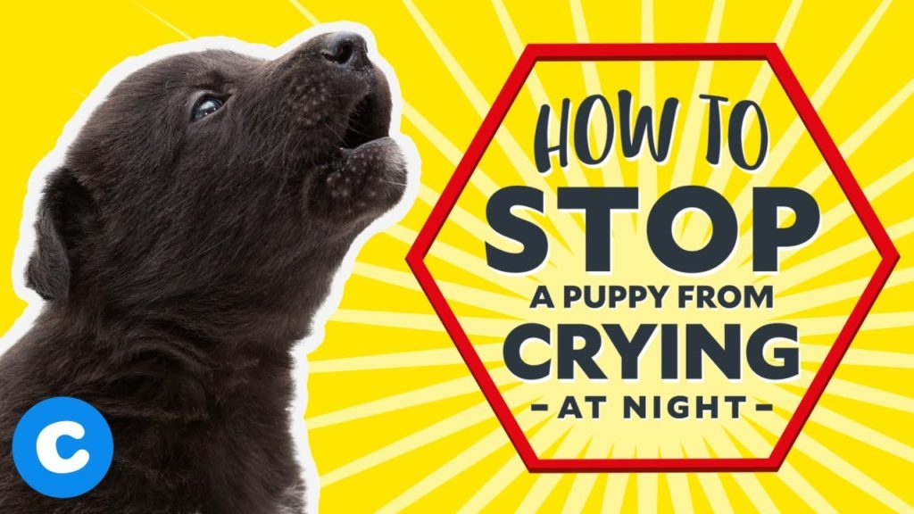 how-to-stop-a-puppy-from-crying-at-night